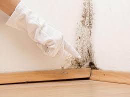 Environmental Consulting for Mold Prevention in Sahuarita, AZ